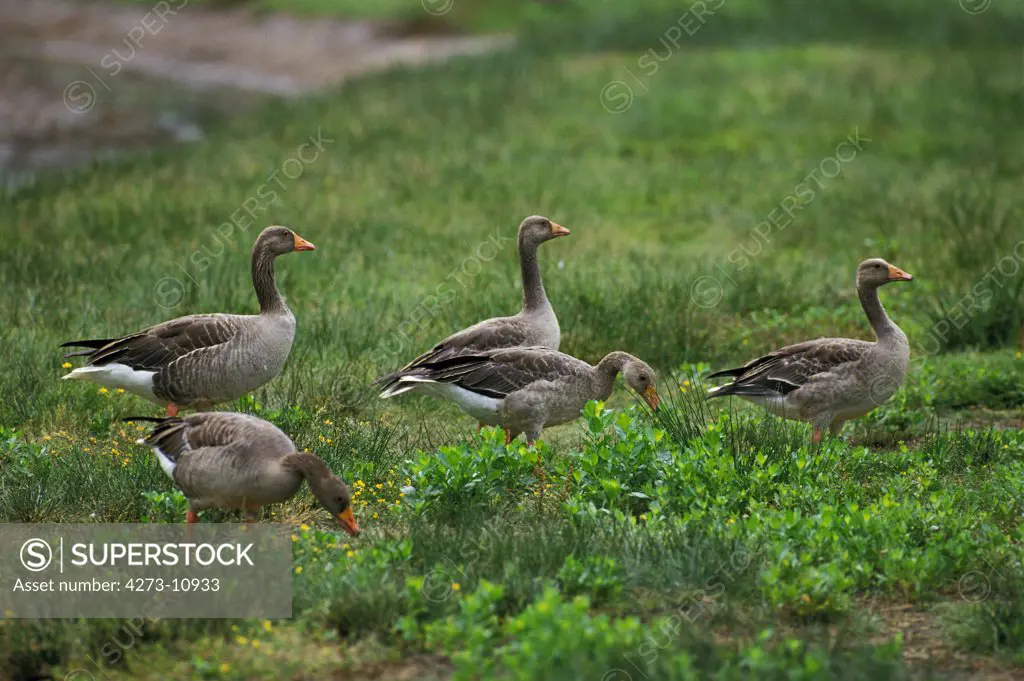 Greylag Goose Anser Anser, Group Of Adults Standing On Grass