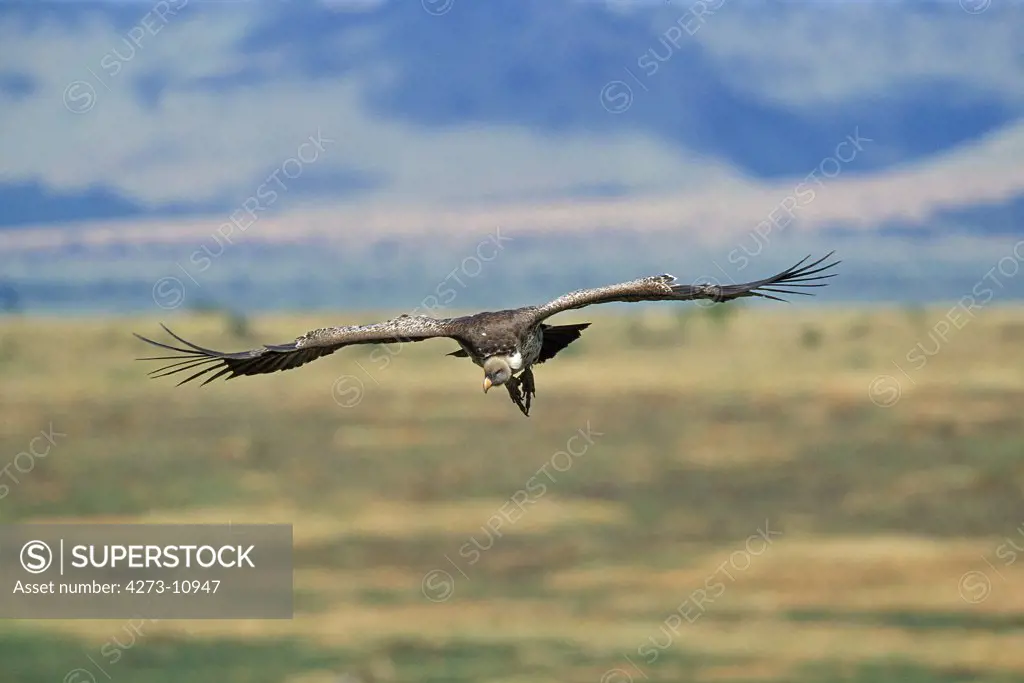 Ruppell'S Vulture Gyps Rueppellii, Adult In Flight, Kenya