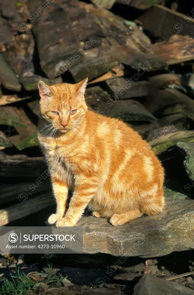 Red Tabby Domestic Cat, Adult Sitting On Stone