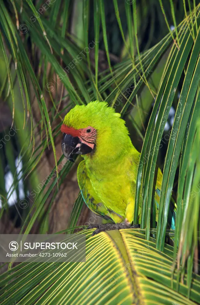 Great Green Macaw Or Buffon'S Macaw Ara Ambigua