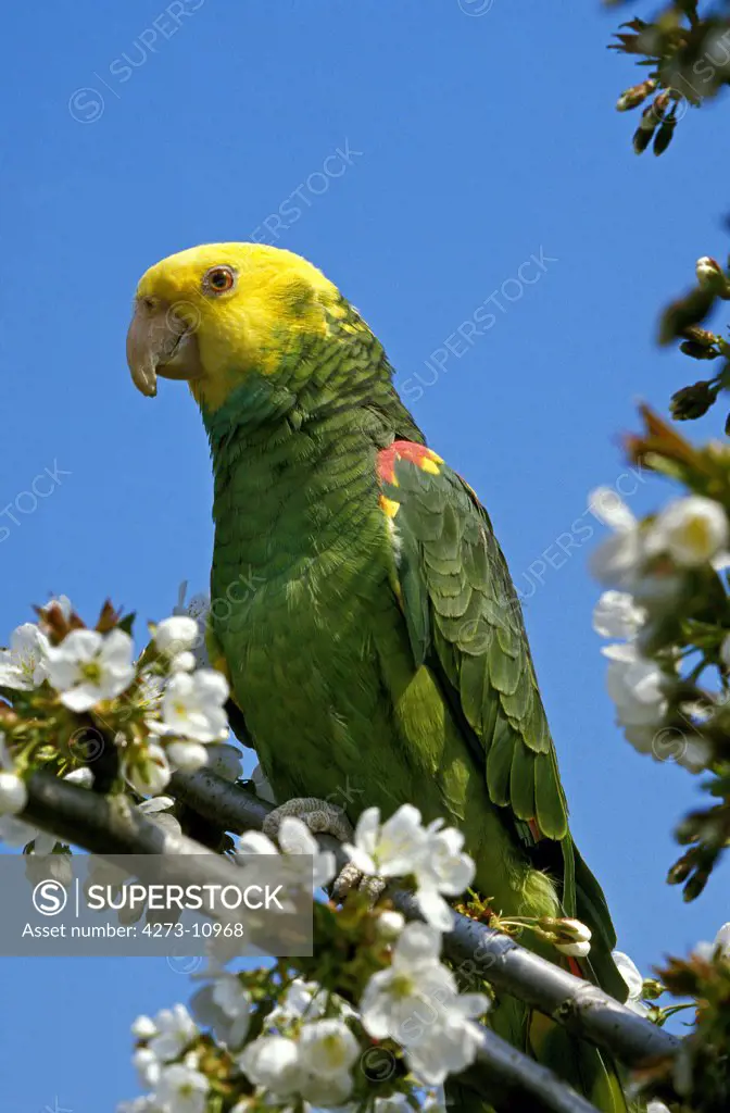 Yellow Headed Parrot, Amazona Oratrix, Adult Standing On Branch