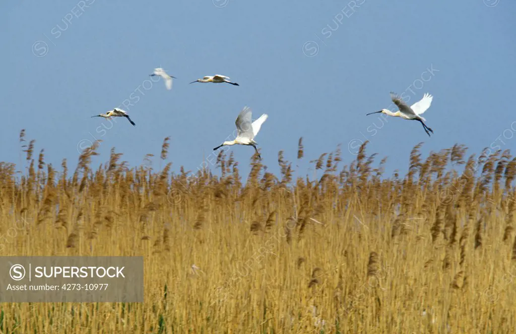 White Spoonbill, Platalea Leucorodia, Group In Fligh Through Swamp