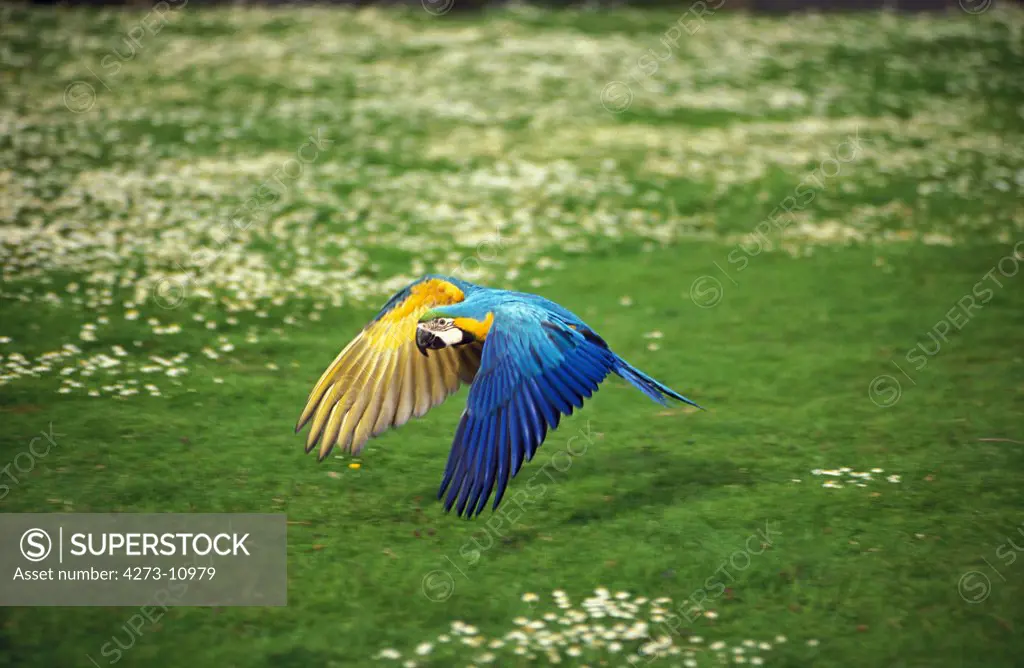 Blue-And-Yellow Macaw, Ara Ararauna, Adult In Flight