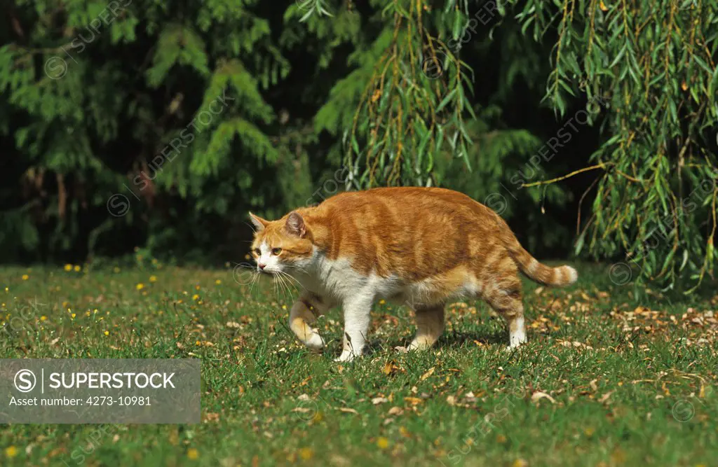 Red And White Domestic Cat, Adult Standing On Grass