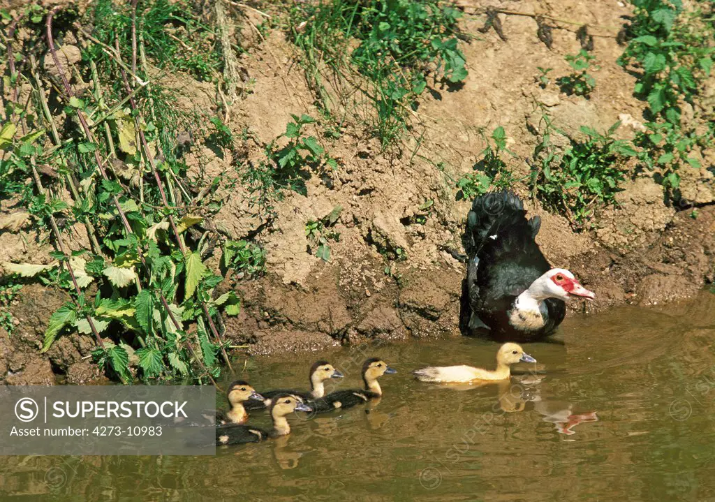 Muskovy Duck, Cairina Moschata, Female With Ducklings