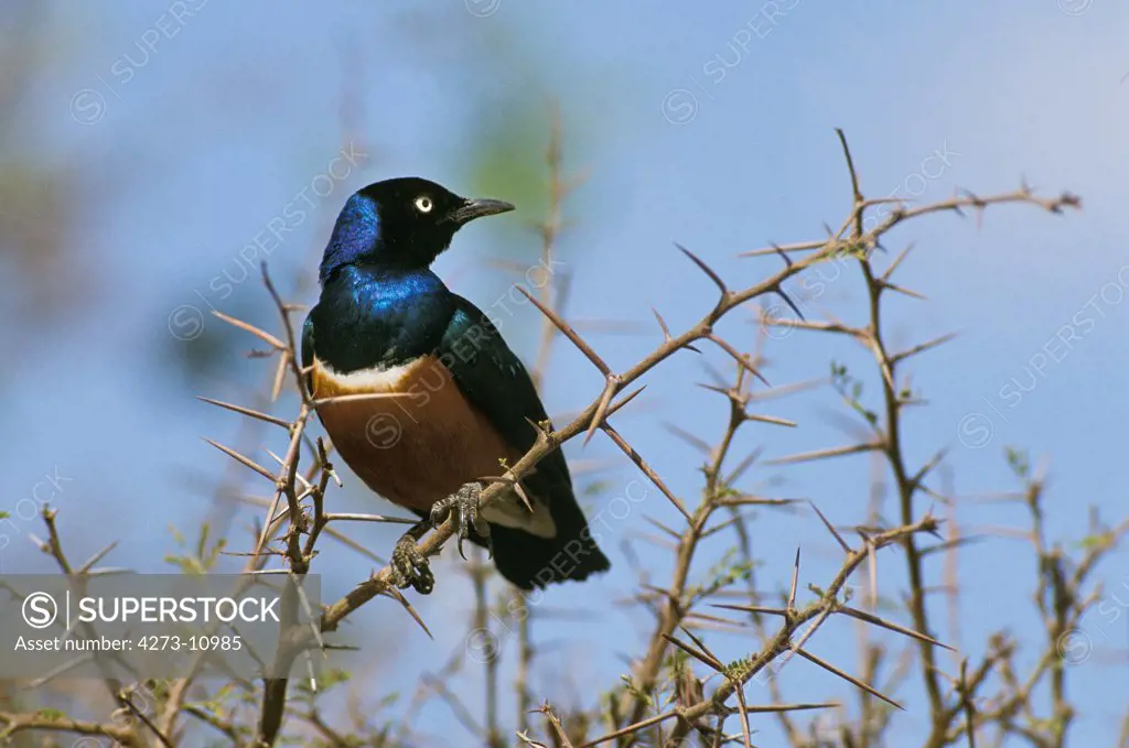 Superb Starling, Spreo Superbus, Adult Standing On Branch, Masai Mara Park In Kenya