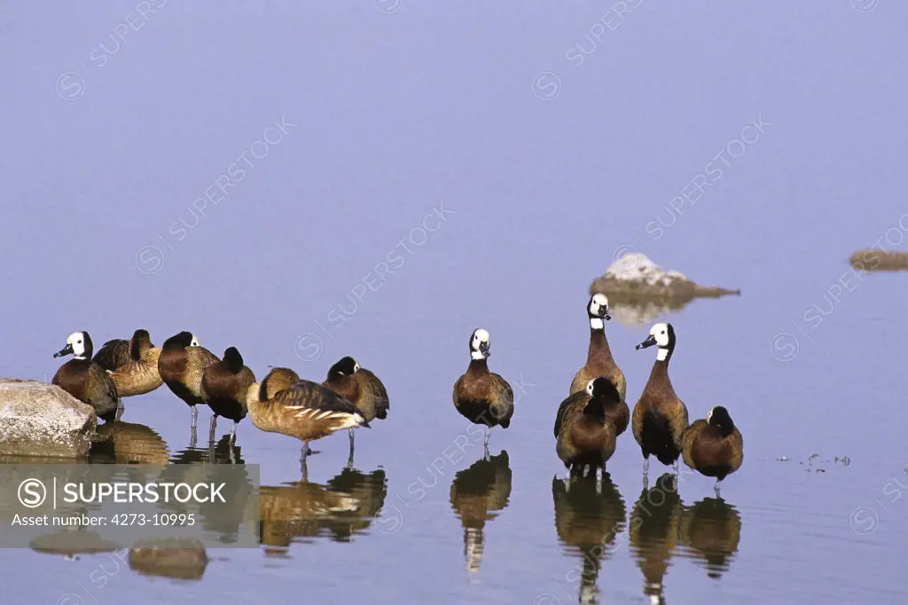 White Faced Whistling Duck, Endrocygna Viduata, Group Standing In Water, Los Lianos In Venezuela