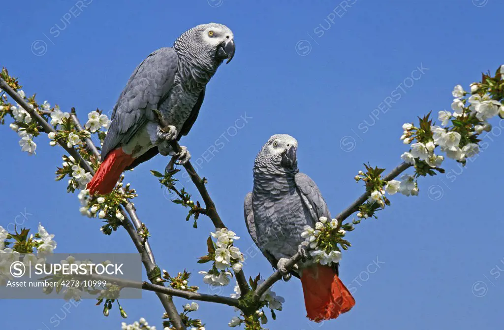 African Grey Parrot Psittacus Erithacus, Adults Standing On Branch
