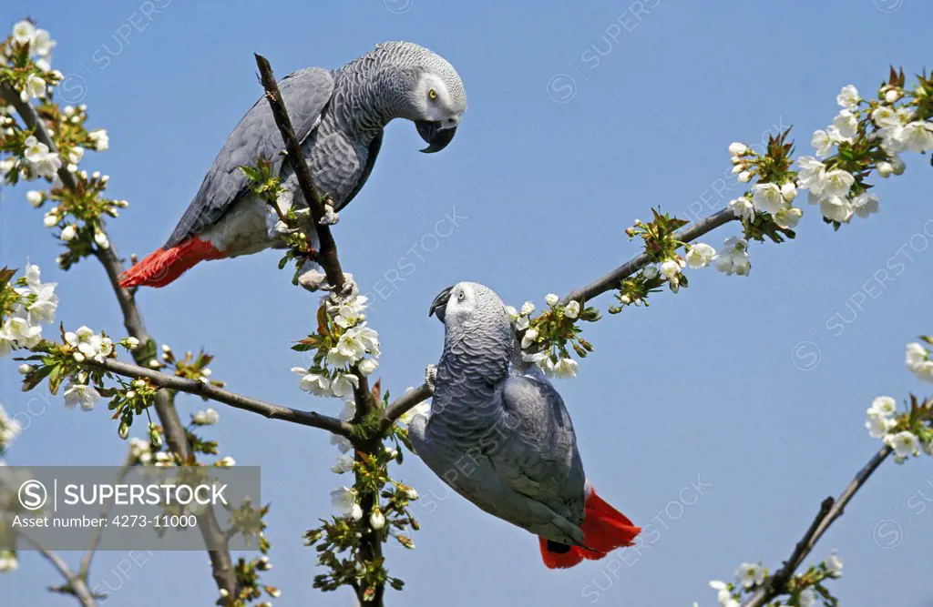 African Grey Parrot, Psittacus Erithacus, Adults Standing In Blooming Tree