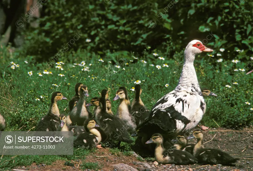 Muskovy Duck, Cairina Moschata, Female With Ducklings