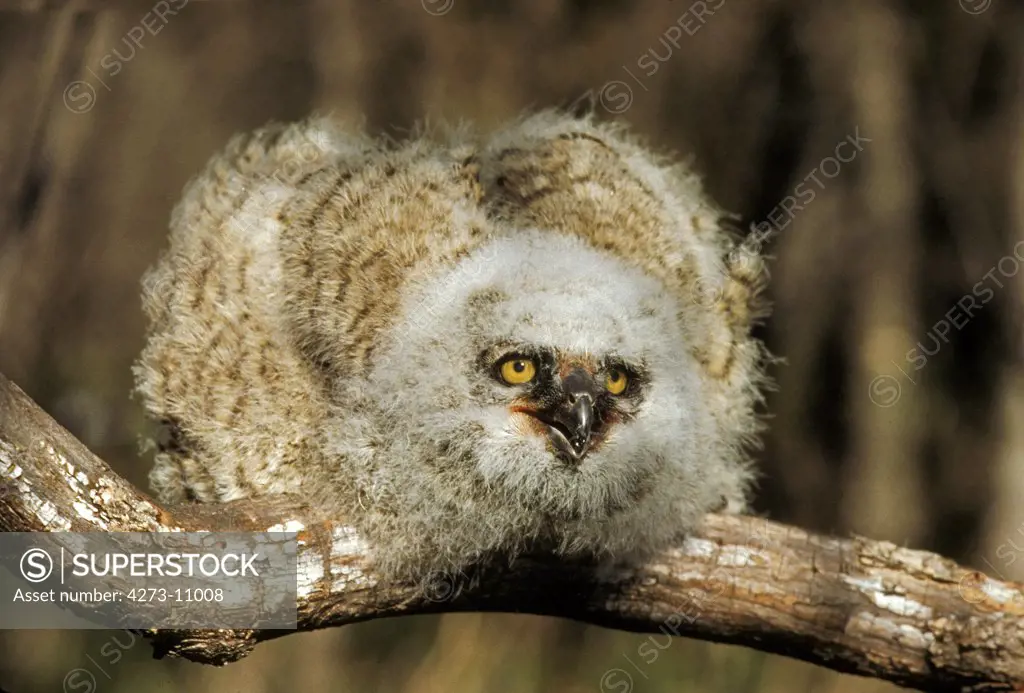 Great Horned Owl, Bubo Virginianus, Young In Defensive Posture