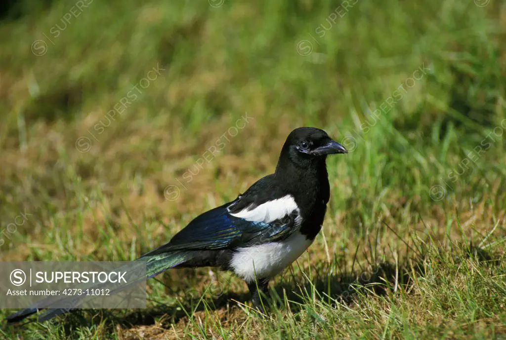 Black Billed Magpie Or European Magpie Pica Pica, Adult Standing On Grass, Normandy