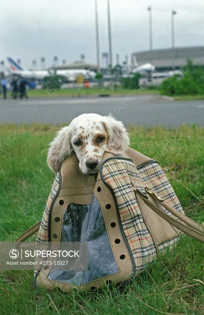 Dog In Transport Bag At The Airport