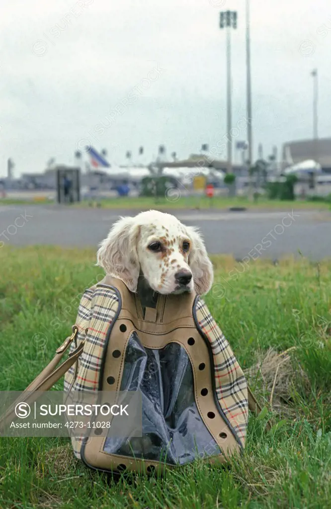 Dog In A Bag At Airport