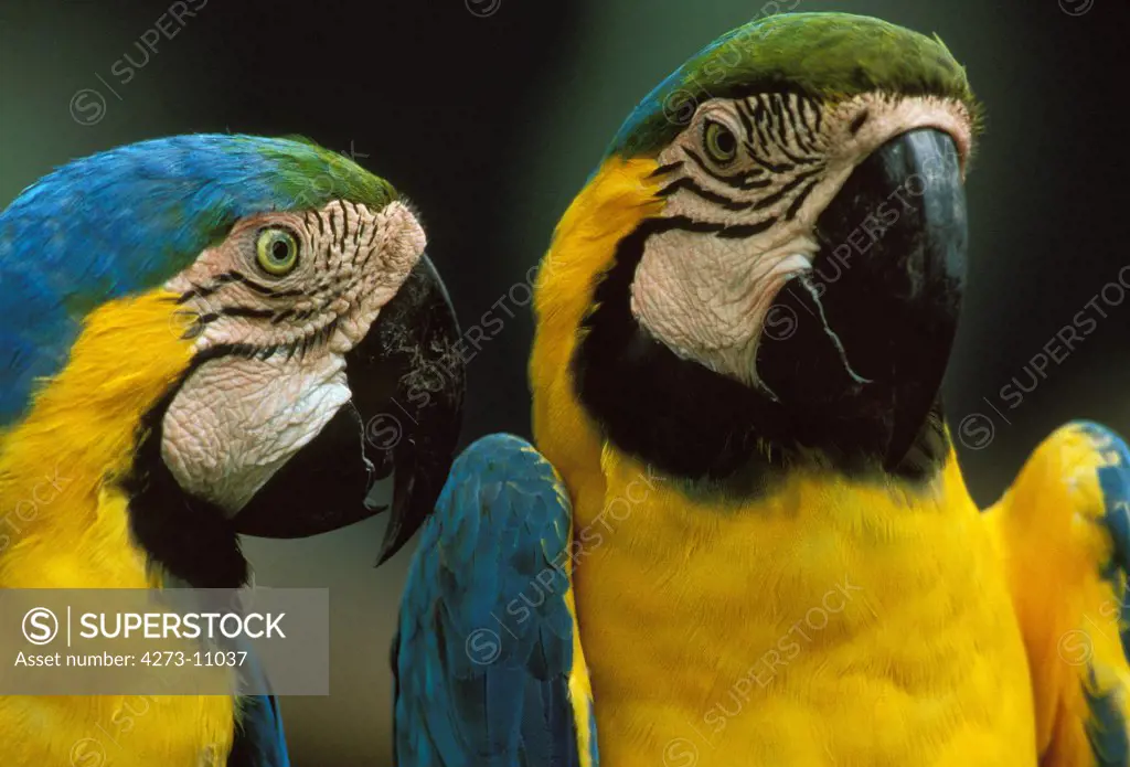 Blue-And-Yellow Macaw, Ara Ararauna, Portrait Of Adults