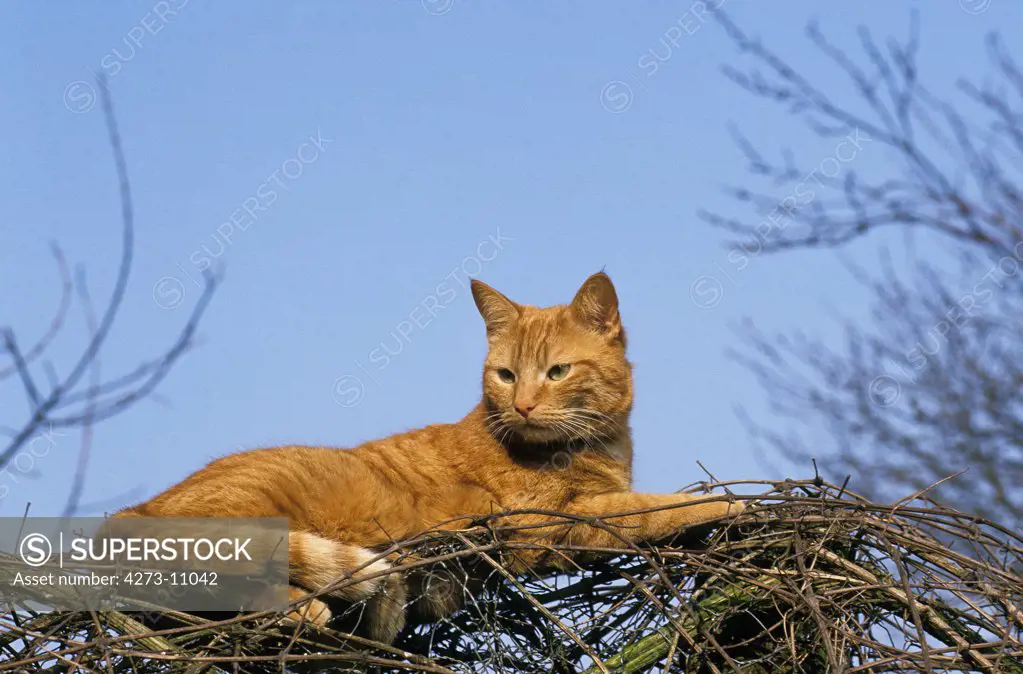 Red Tabby Cat, Adult Laying Down On Tree
