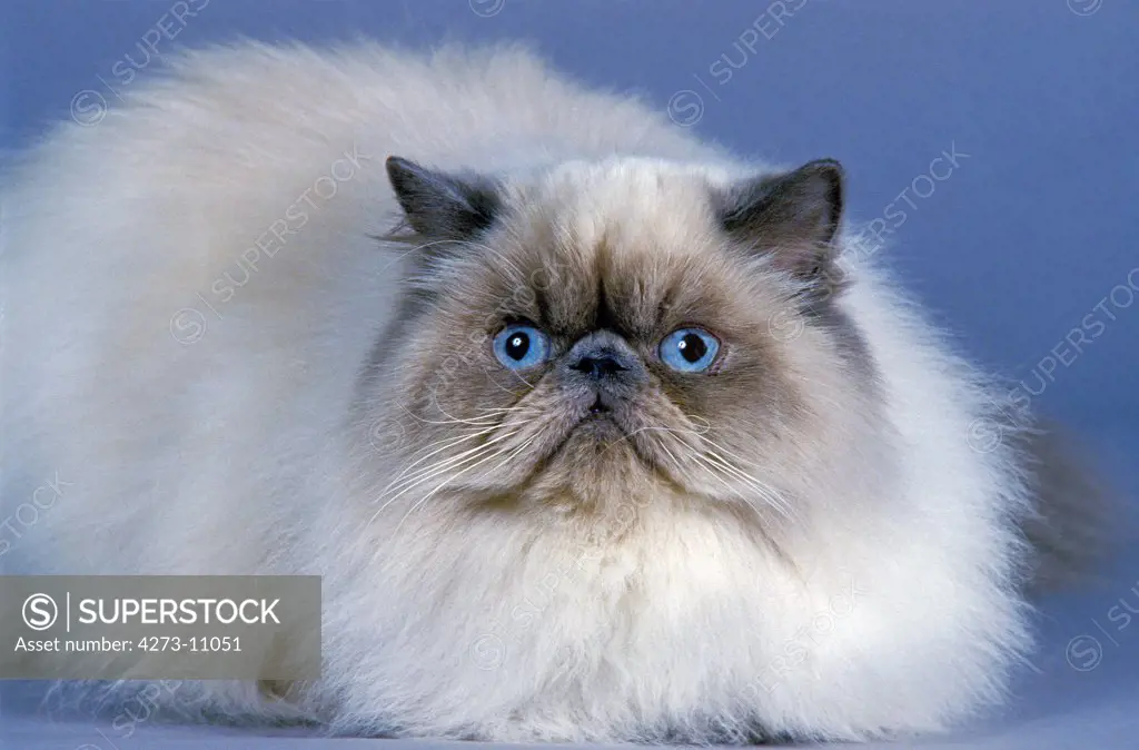 Himalayan Domestic Cat, Adult Laying, Against Blue Background