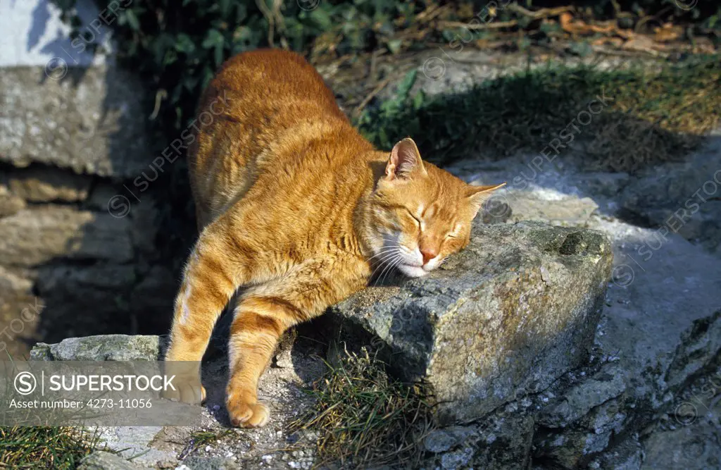 Red Tabby Cat, Adult Rubbing Against Stone
