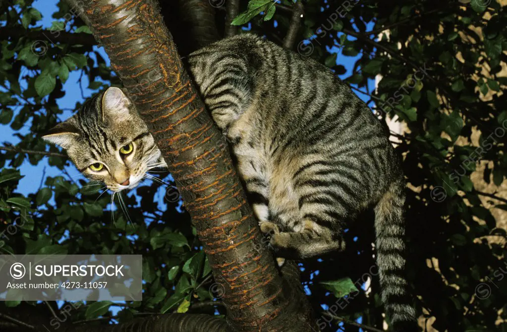 European Brown Tabby Domestic Cat, Adult Standing In Tree