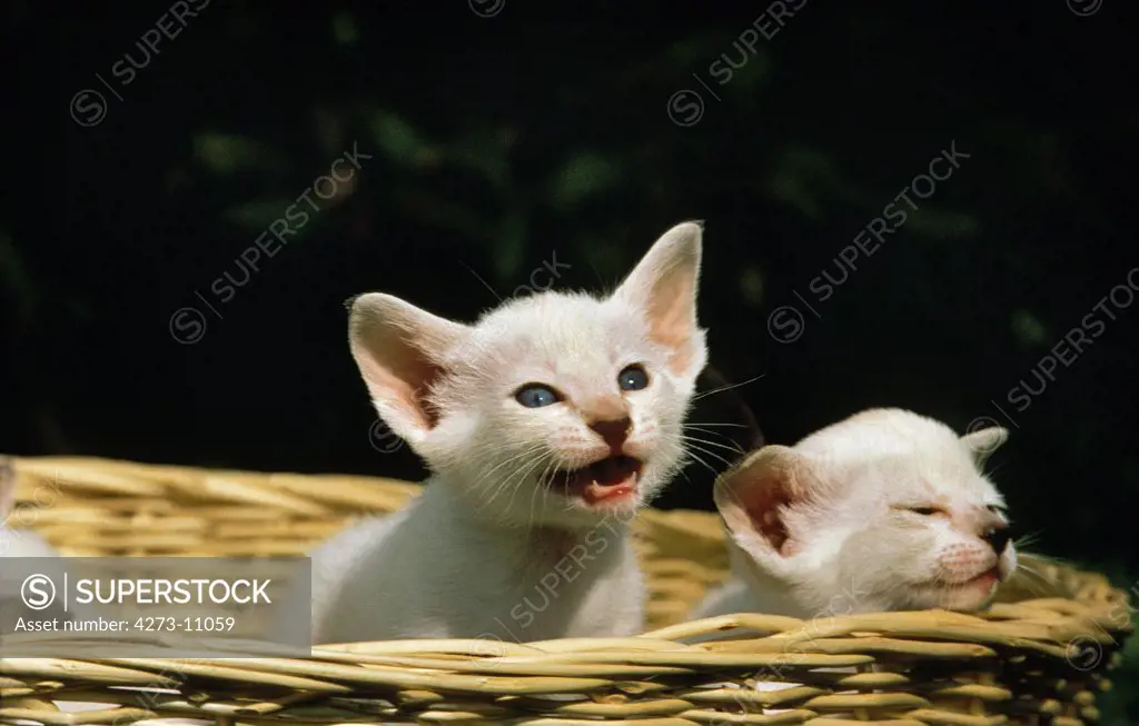 Oriental Domestic Cat, Kitten In Basket, Calling Out
