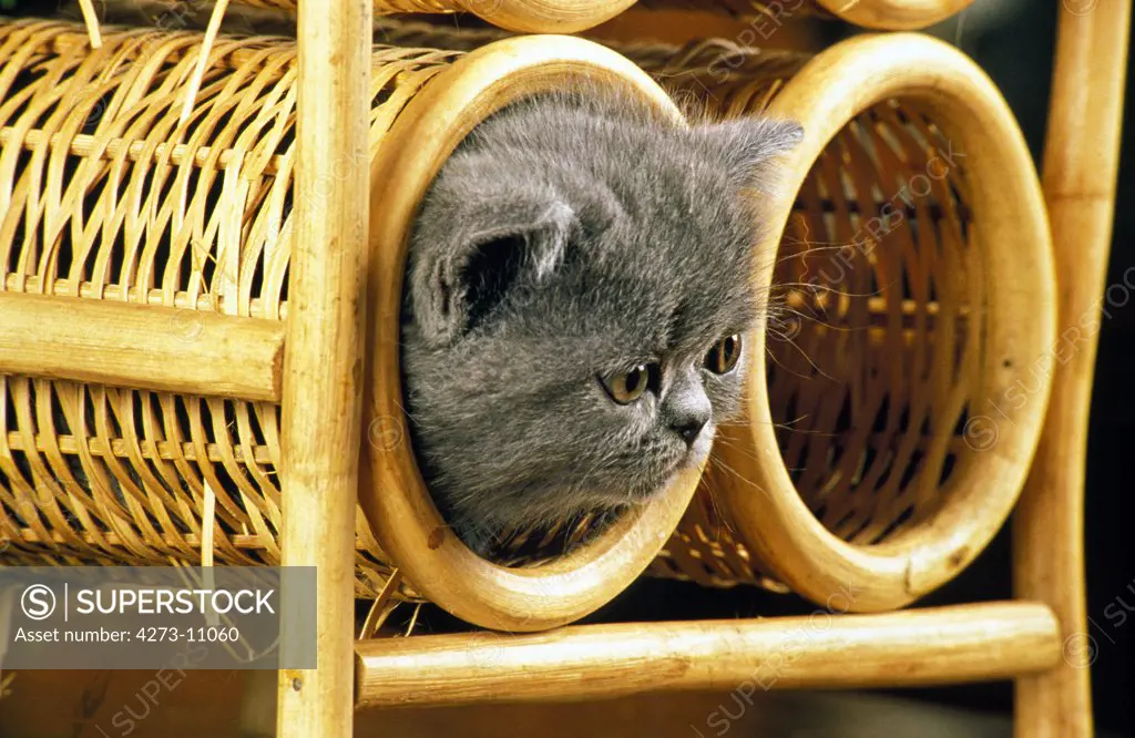 Exotic Shorthair Domestic Cat, Kitten Playing In Basket