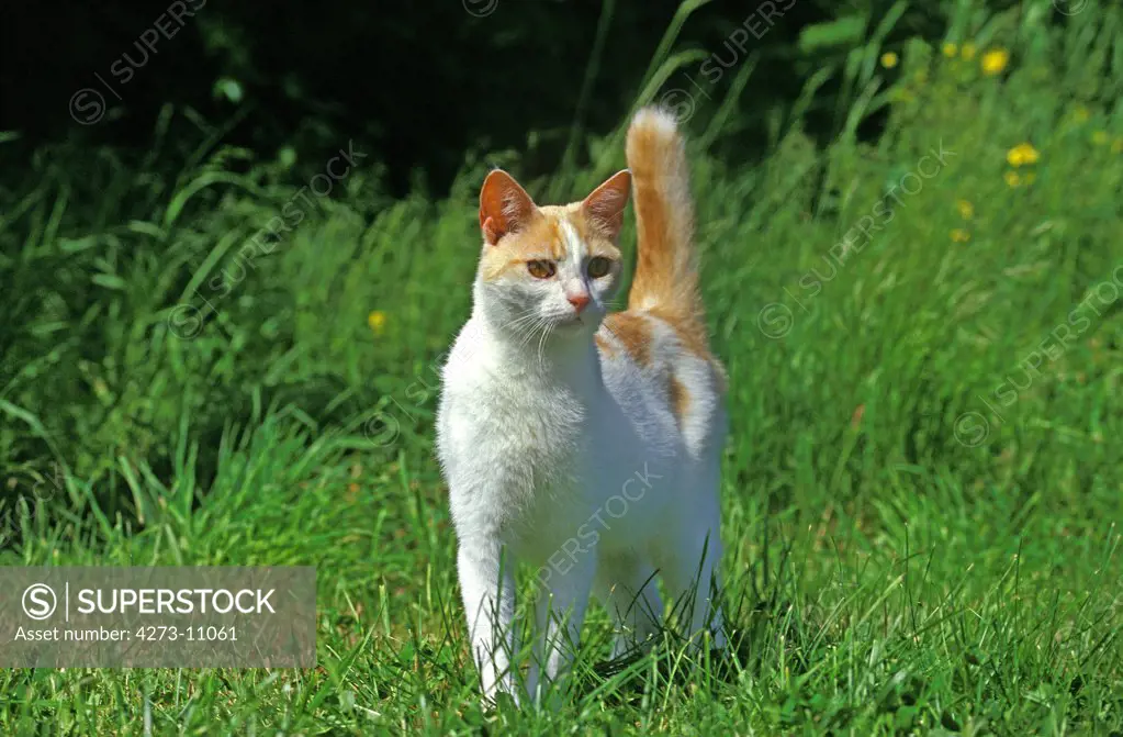 Red And White Cat, Adult Looking Around On Grass