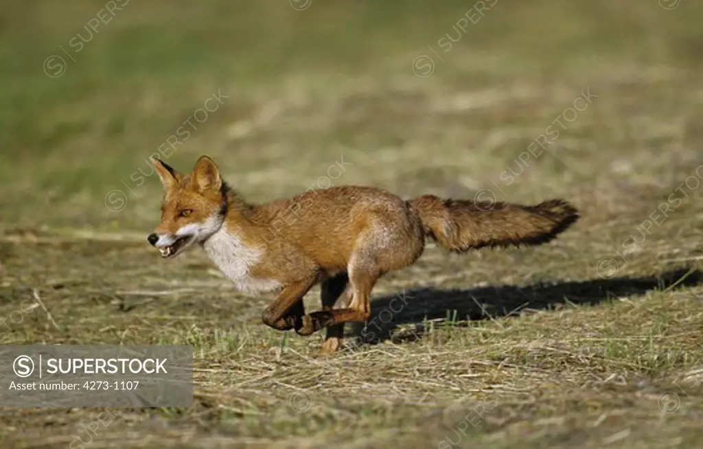 Red Fox Vulpes Vulpes Running On Grass