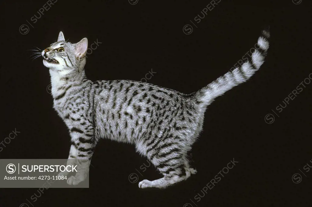 Egyptian Mau Domestic Cat, Adult Standing Against Black Background