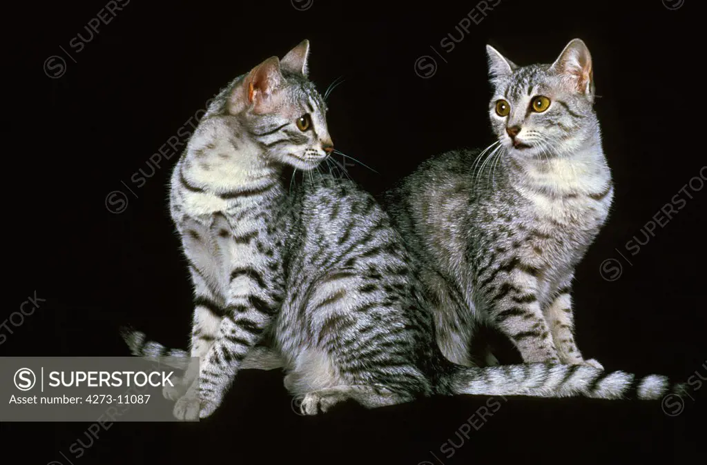 Egyptian Mau Domestic Cat, Adults Standing Against Black Background