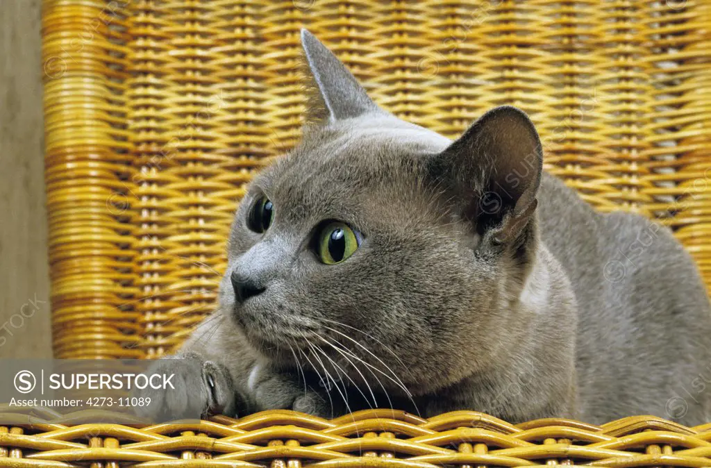 Lilac Burmese Domestic Cat, Adult Standing In Basket
