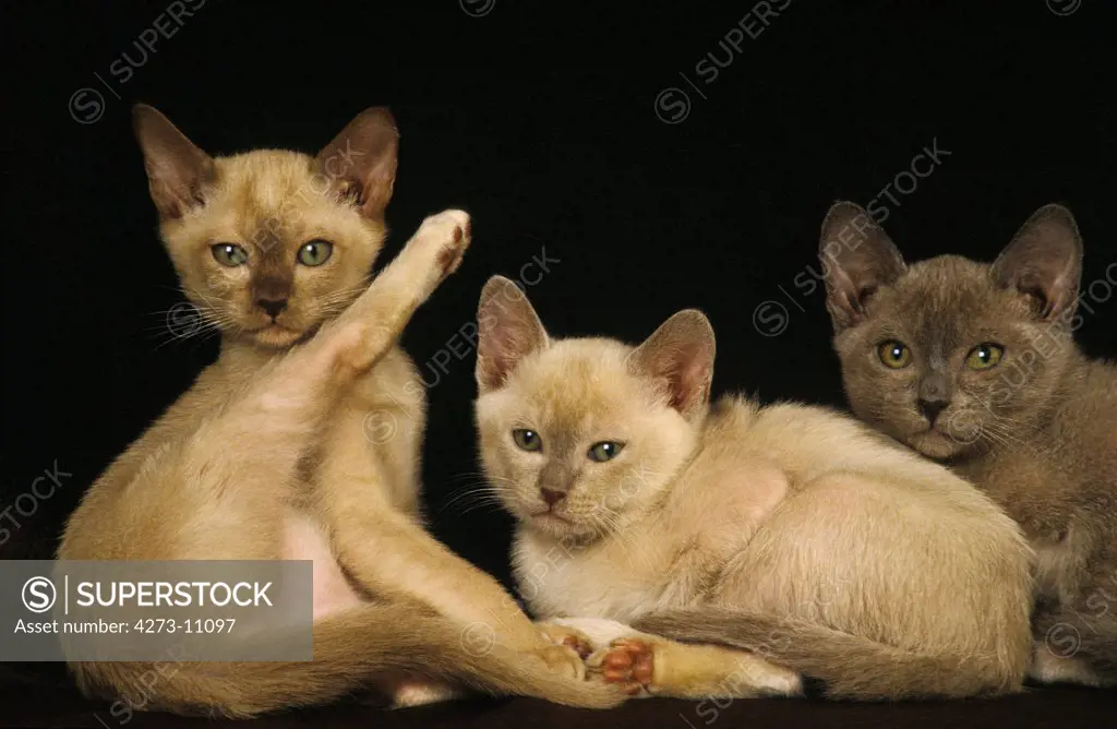 Chocolate Burmese And Zibeline Burmese Domestic Cat, Kittens Against Black Background