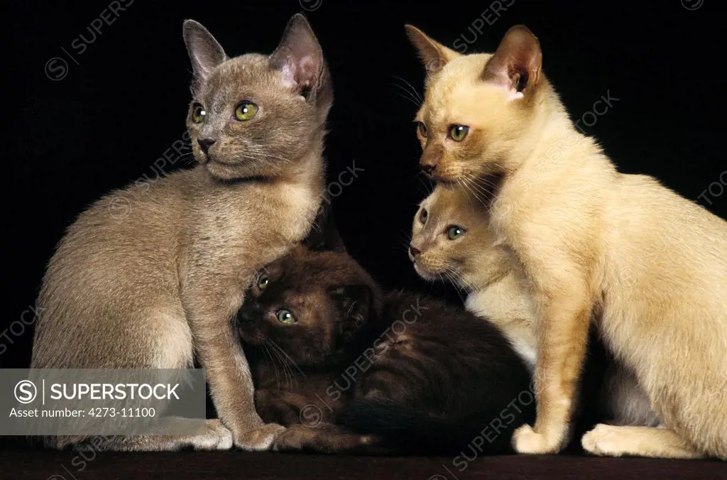 Chocolate Zibeline And Lilac Burmese Domestic Cat, Kittens Against Black Background