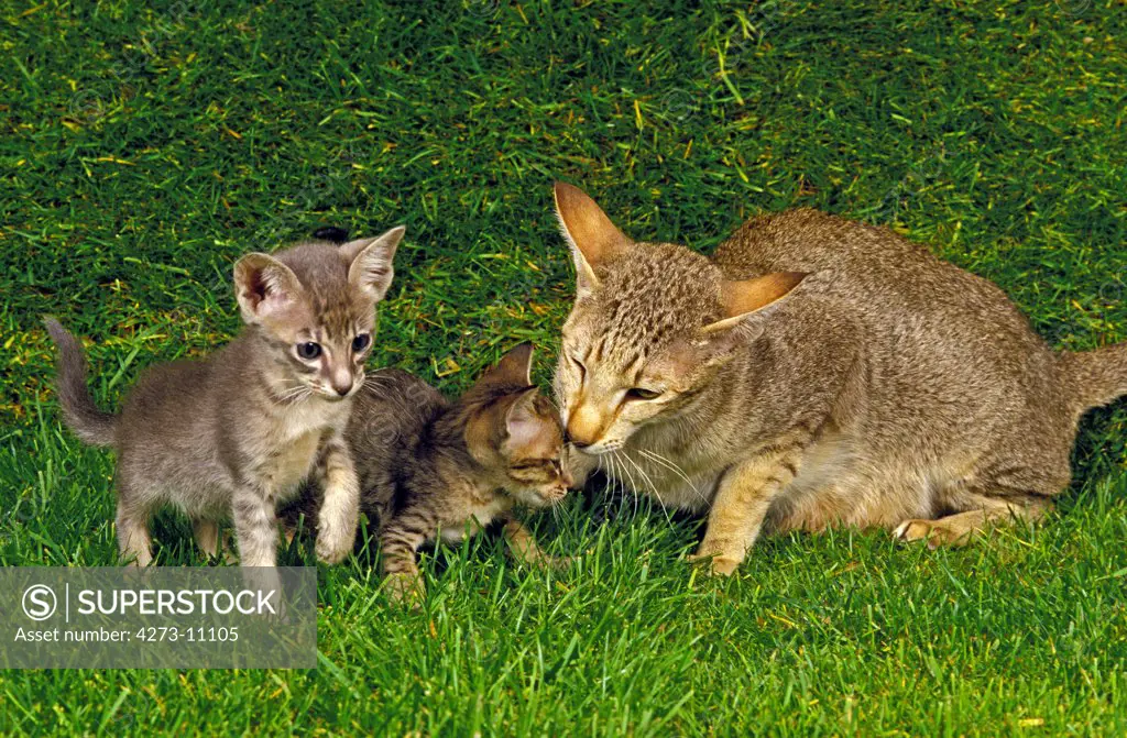 Oriental Domestic Cat, Mother With Cub Standing On Grass