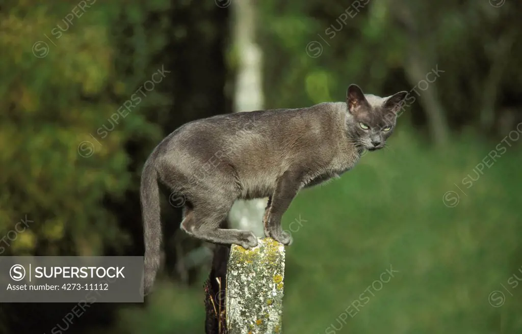 Blue Burmese Domestic Cat, Adult Standing On Post