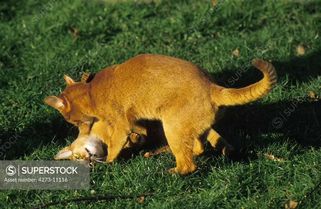 Abyssinian And Red Abyssinian Domestic Cat, Adults Fighting