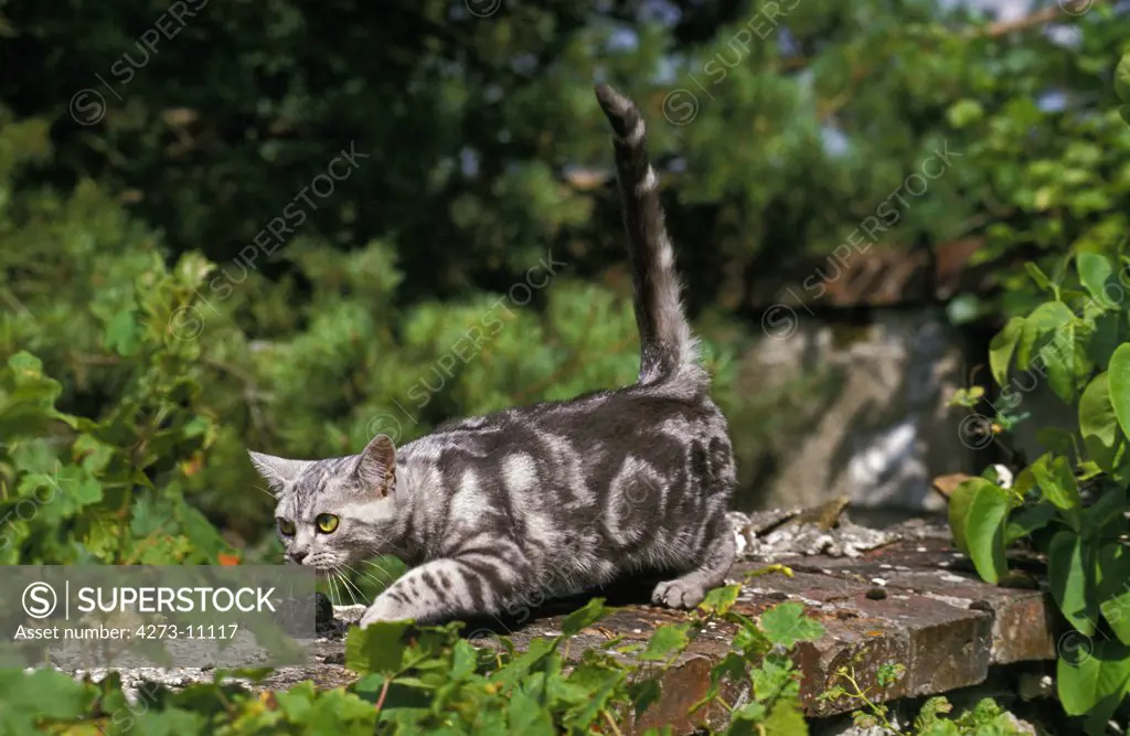 American Shorthair Domestic Cat, Adult Walking On Wall