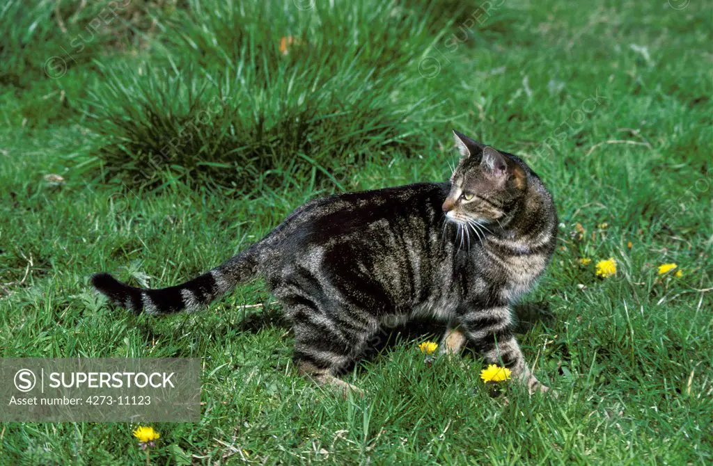 Brown Tabby Domestic Cat, Adult Standing On Grass
