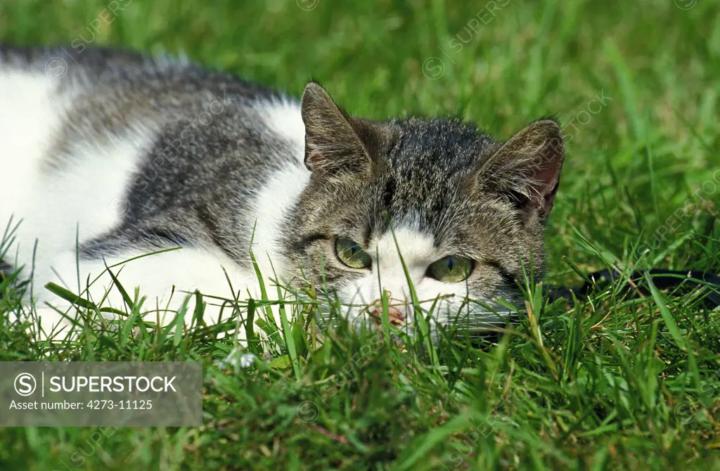 Domestic Cat, Adult Laying Down On Grass