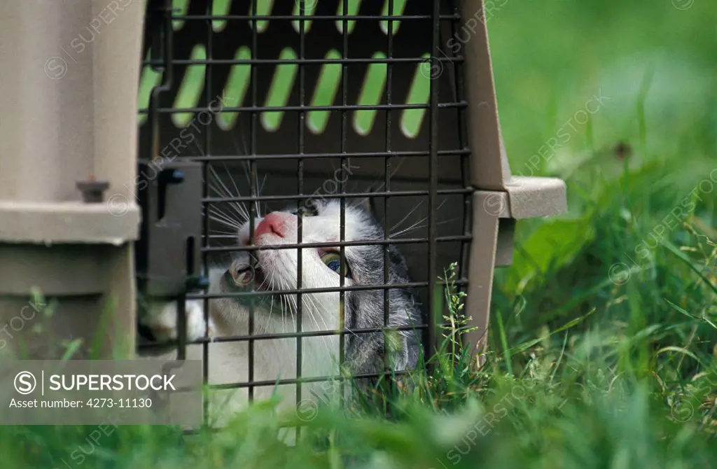 Domestic Cat, Adult Standing In Cage, Snarling