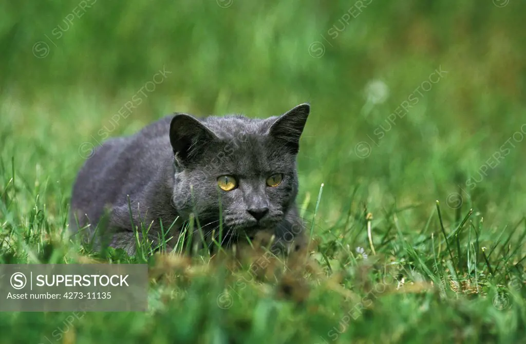 Blue Domestic Cat, Adult Laying On Grass