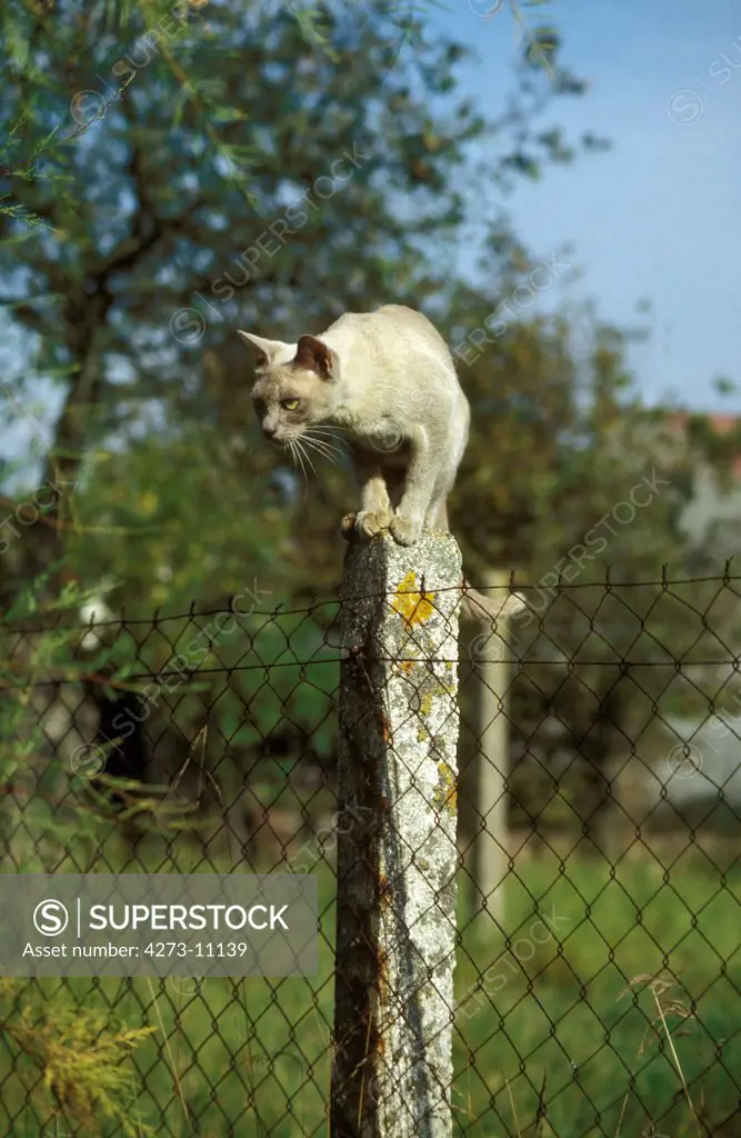 Lilac Burmese Domestic Cat, Adult Standing On Post