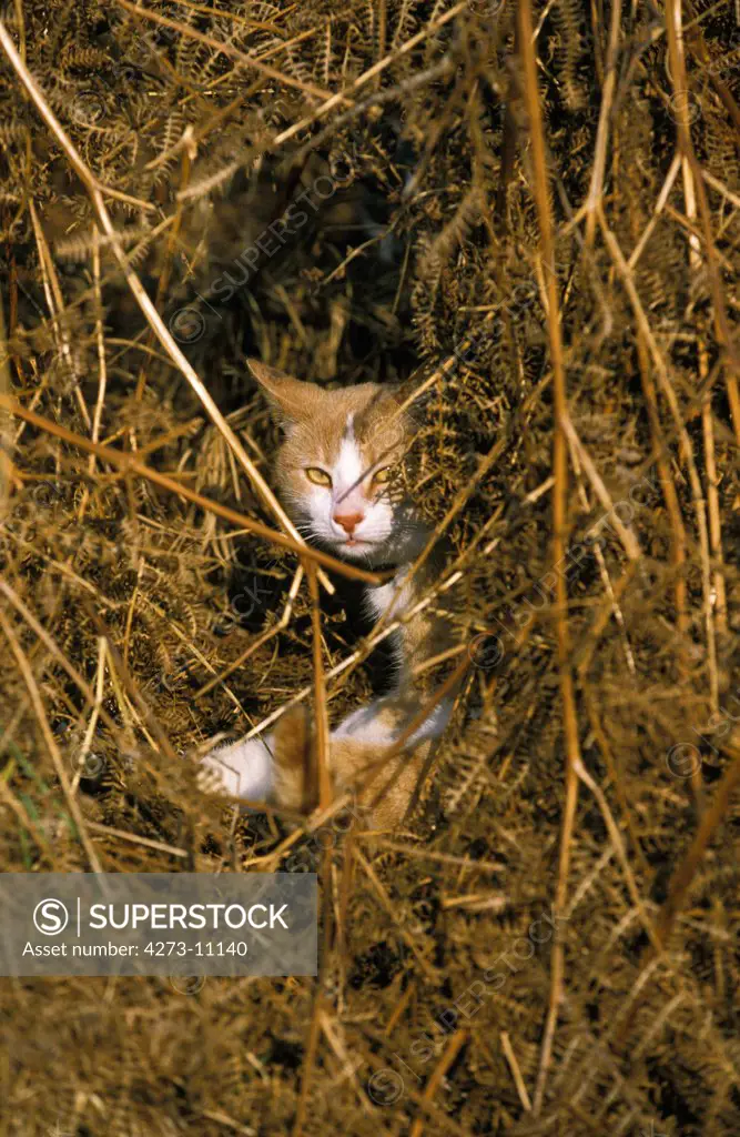 Domestic Cat, Adult Hidden Amongst Dry Ferns