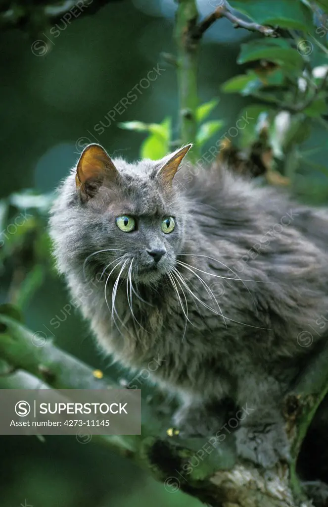 Angora Domestic Cat, Adult Standing In Branch