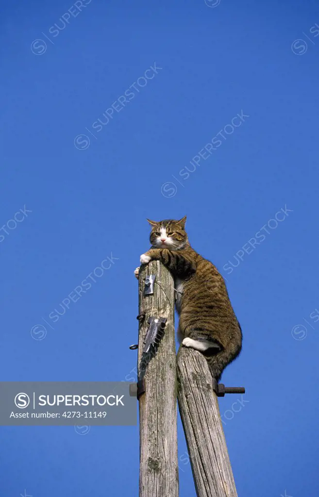 Brown Tabby And White Domestic Cat, Adult Perched On Electric Post