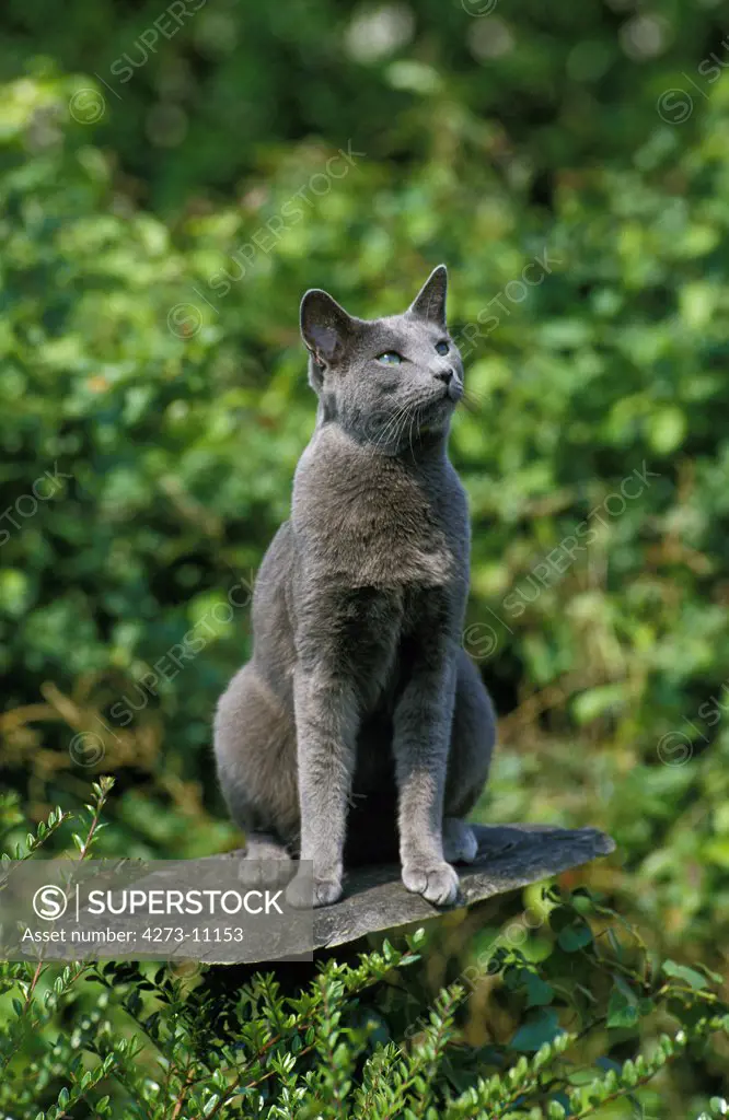 Russian Blue Domestic Cat, Adult Sitting