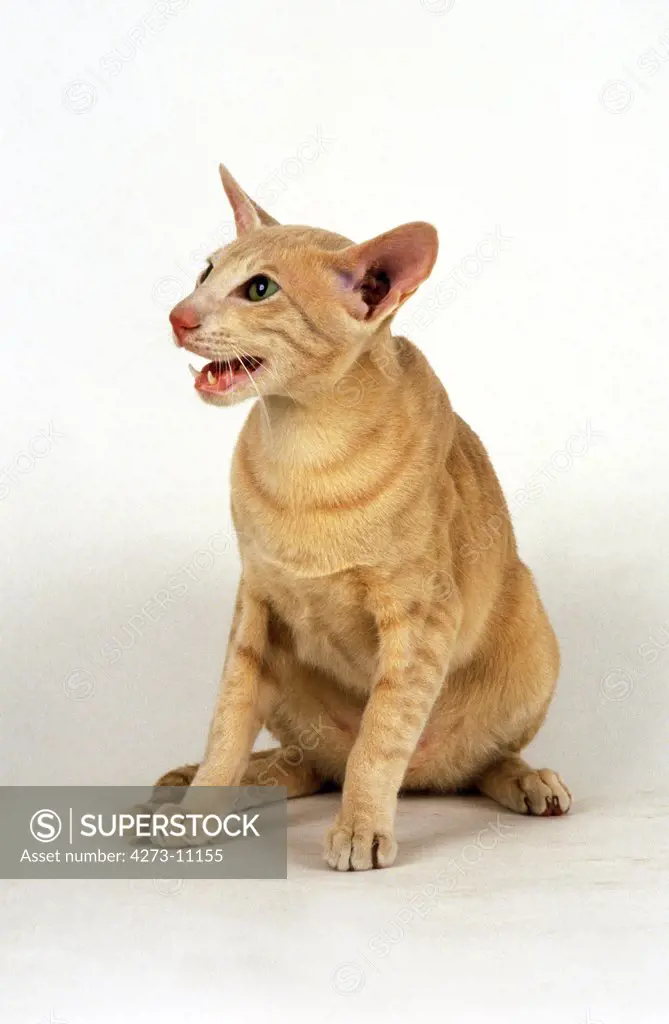 Cream Oriental Domestic Cat, Adult Miaowing Against White Background