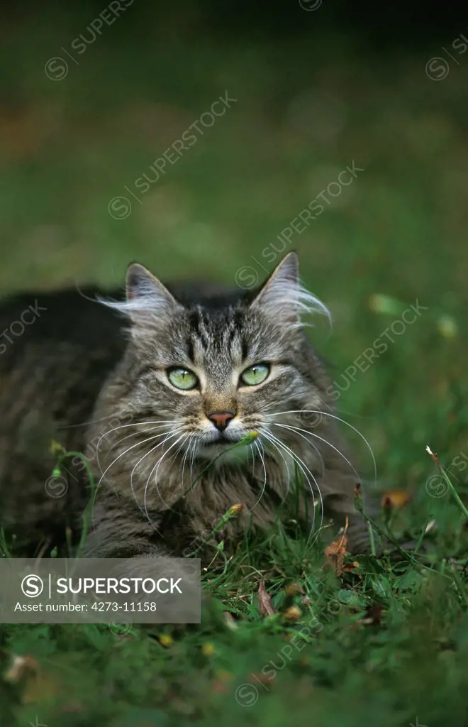 Angora Domestic Cat, Adult Standing On Grass
