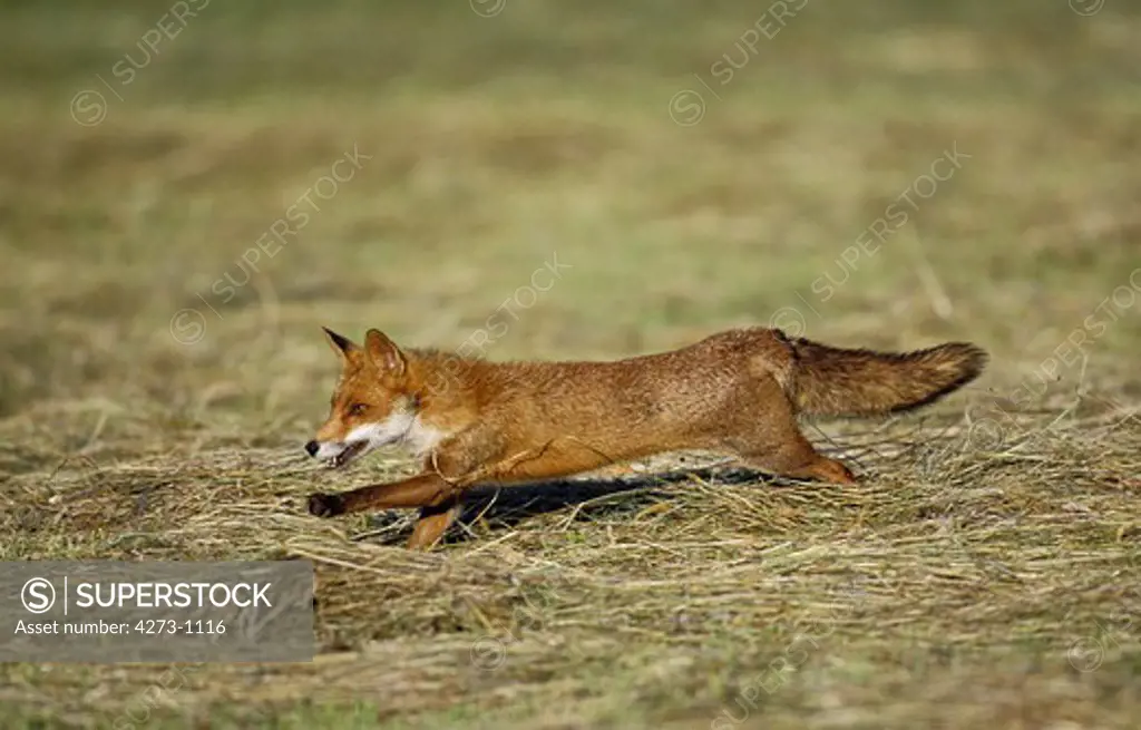 Red Fox Vulpes Vulpes Running On Grass