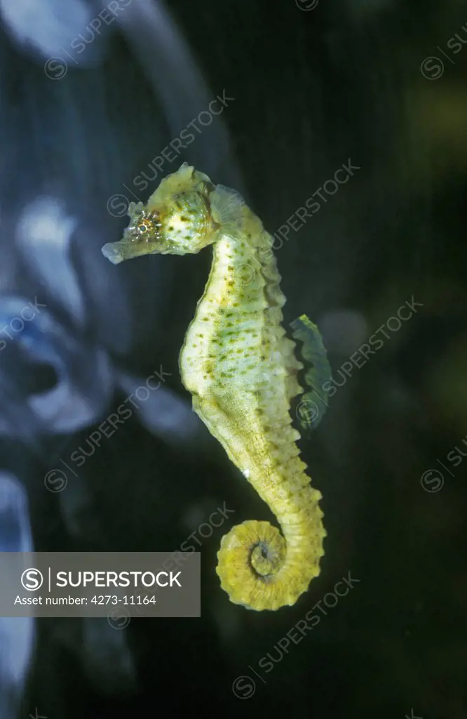 Seahorse, Hippocampus Sp