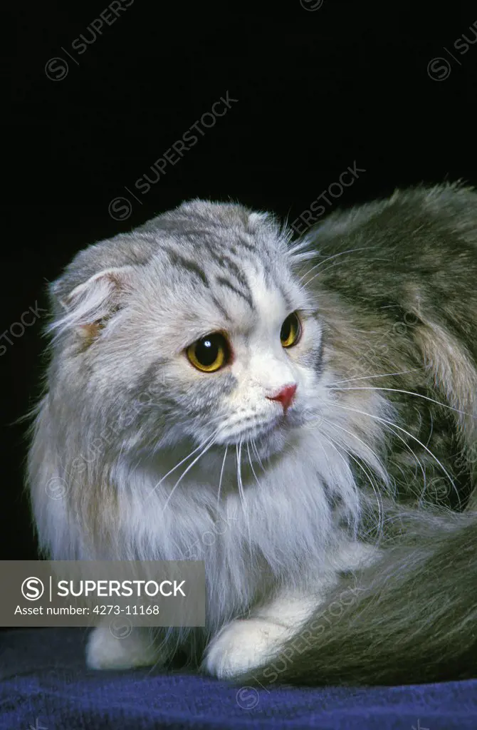 Highland Fold Or Long Hair Scottish Fold Domestic Cat, Adult Against Black Background